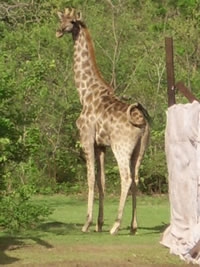 animals from nigeria